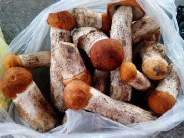 Яка ціна грибів на луцькому ринку