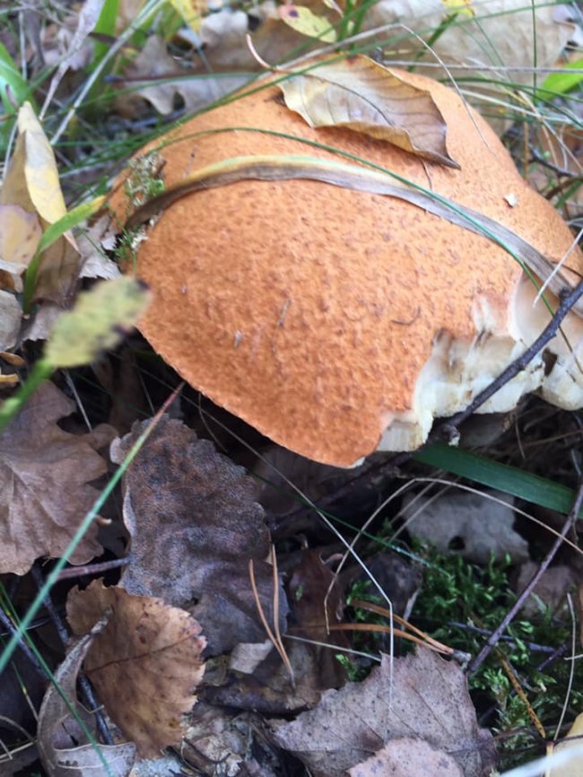 Волинянка похизувалася грибним «уловом». ФОТО