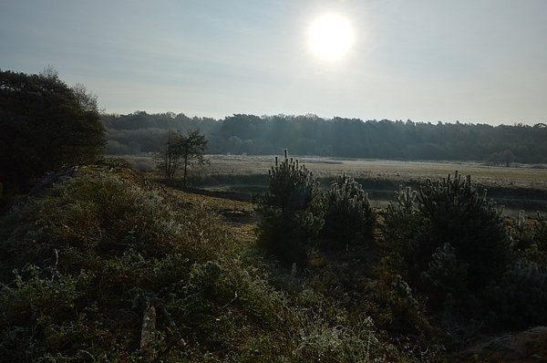 На Волині діти садили дерева. ФОТО