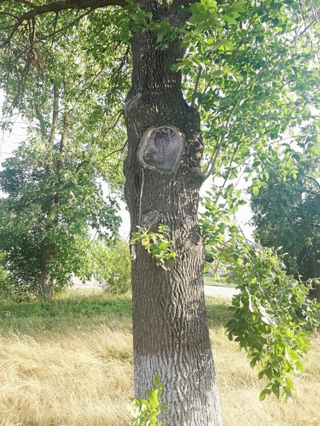 Чудо на Волині: на дереві люди побачили образ Богоматері. ФОТО