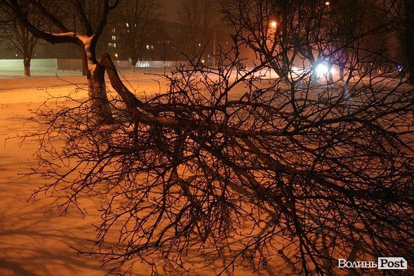 У Луцьку хуртовина ламає дерева і паралізує автотранспорт. ФОТО