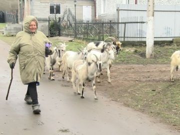 Вони для жінки, як діти: волинянка пів життя розводить кіз
