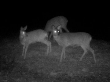 Як взимку у волинських лісах підгодовують диких звірів. ФОТО