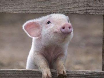 На Волині жінка постала перед судом, бо вкрала порося