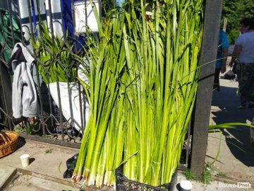 Волинський священник пояснив, чи обов’язково на Трійцю стелити лепеху