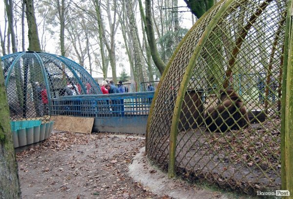 Іноземці забрали ведмежа із луцького зоопарку. ФОТО. ВІДЕО