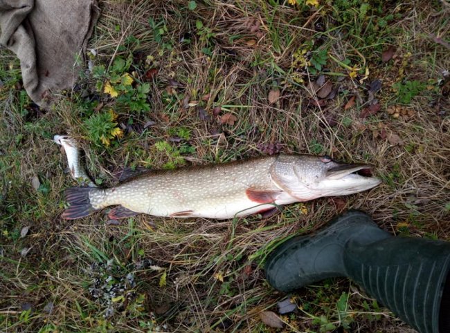 Лучанин на Стиру зловив 7-кілограмову щуку. ФОТО