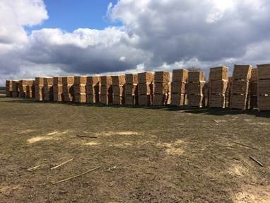 На лісах Волині хотіли заробити більше 40 мільйонів. ФОТО