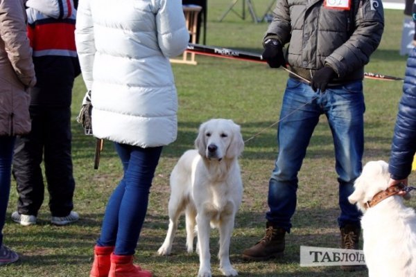 Луцький іподром перетворився на справжнє царство тварин. ФОТО