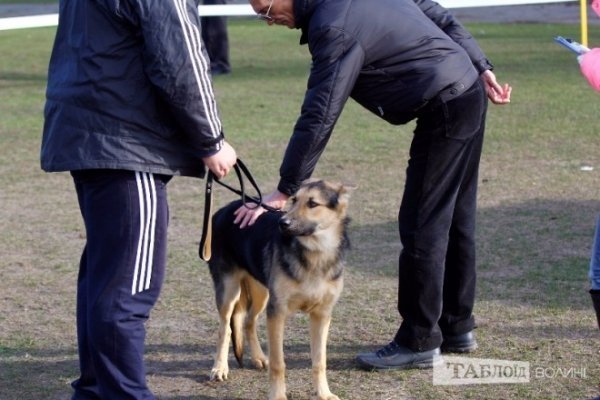 Луцький іподром перетворився на справжнє царство тварин. ФОТО