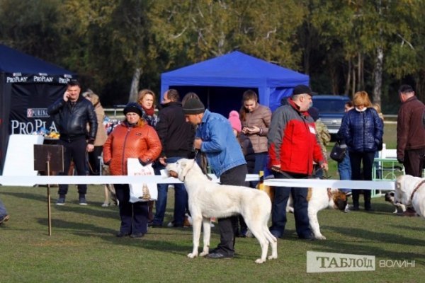 Луцький іподром перетворився на справжнє царство тварин. ФОТО