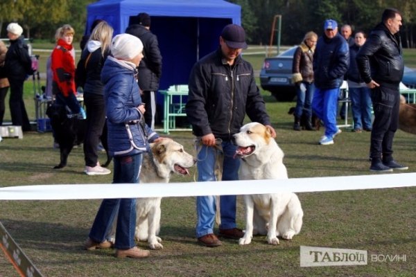 Луцький іподром перетворився на справжнє царство тварин. ФОТО