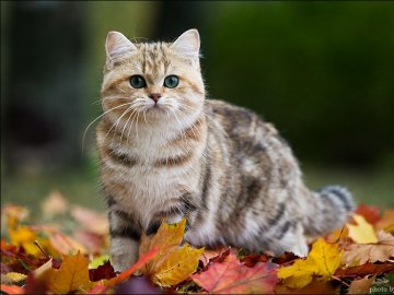 Погода в Луцьку та Волинській області на четвер, 1 листопада