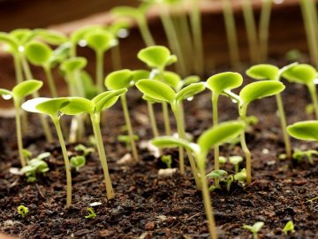 Волинянка вирощує болгарський перець на кухонних губках