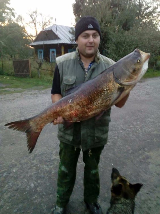 На Волині спіймали гігантського товстолоба. ФОТО