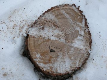 На Волині самовільно вирубали дерев на 150 тисяч гривень