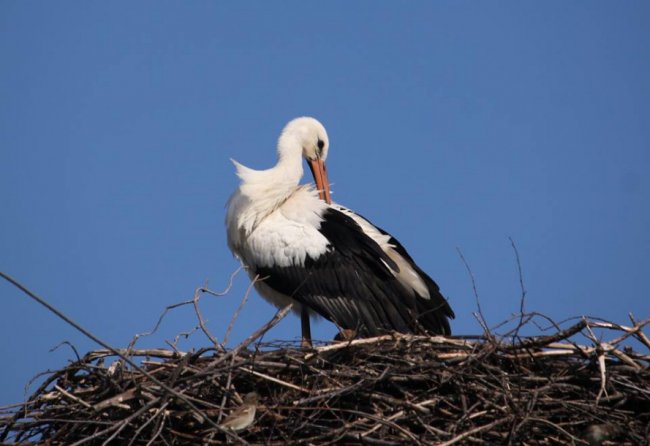 Молодий лелека позував волинському фотографу