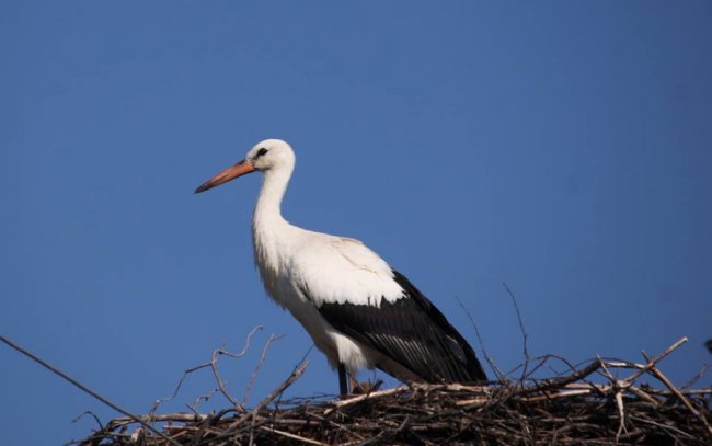Молодий лелека позував волинському фотографу