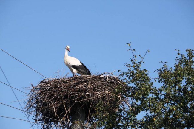 Молодий лелека позував волинському фотографу