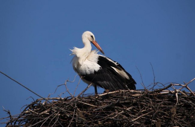Молодий лелека позував волинському фотографу