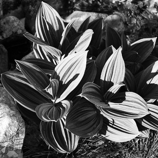 Фотовиставка Тараса Цибуха