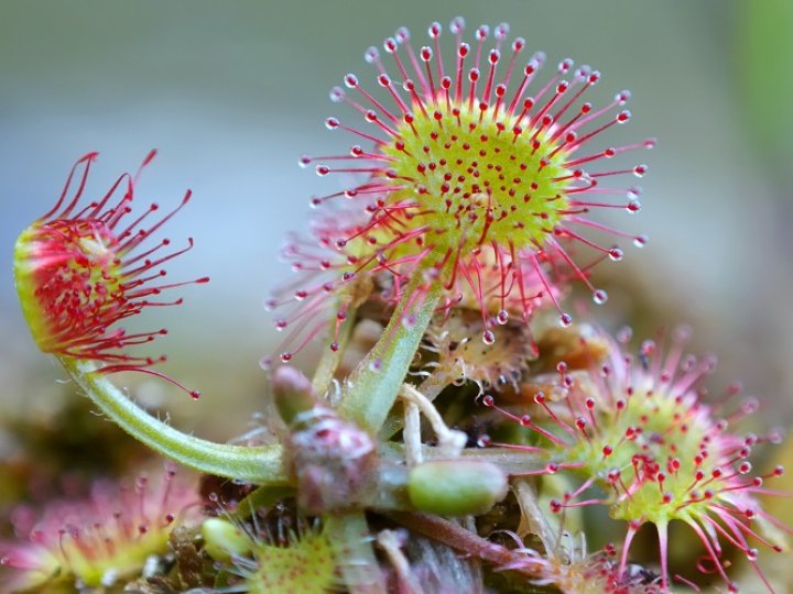 На Волині ботаніки виявили рослину, що їсть комах. ФОТО