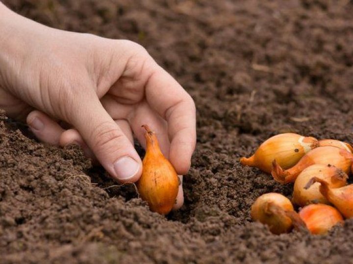 Коли садити цибулю навесні у відкритий ґрунт: сприятливі дні