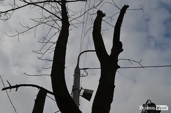 У центрі Луцька різали дерева. ФОТО