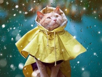 Погода у Луцьку та Волинській області на четвер, 23 липня