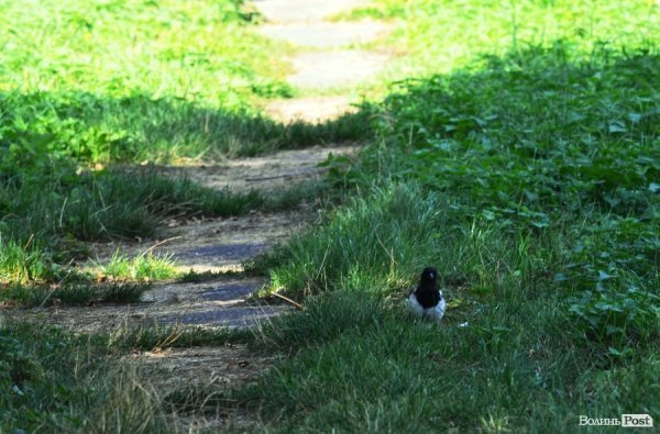 Фотопогляд: центральний парк Луцька