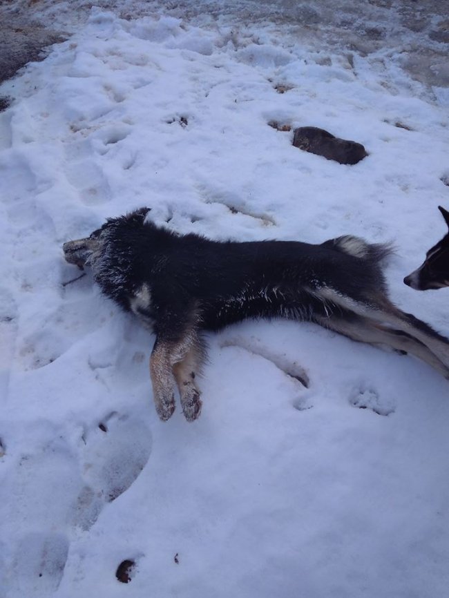 У селищі Волині – масове отруєння безпритульних псів. ФОТО 18+