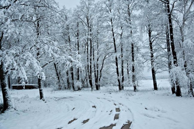 Калинові кетяги і заметені дерева: чудові фото снігопаду на Волині