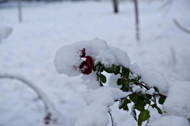 Калинові кетяги і заметені дерева: чудові фото снігопаду на Волині