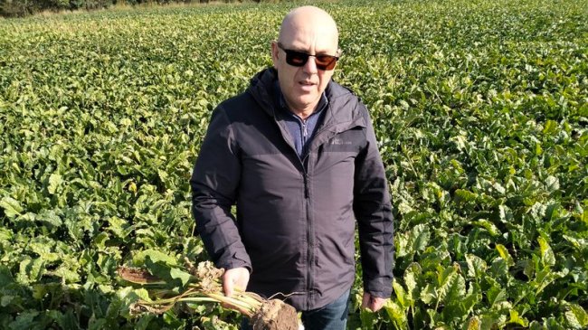 На Волині зросла урожайність цукрового буряка. ВІДЕО