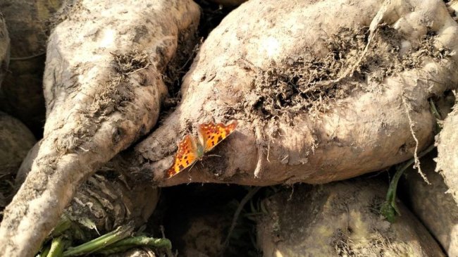 На Волині зросла урожайність цукрового буряка. ВІДЕО