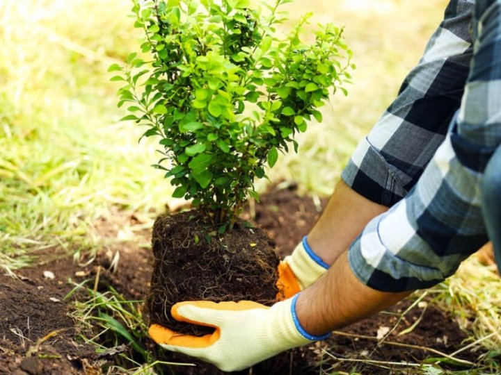 У Луцьку посадять 60 катальп уздовж вулиці
