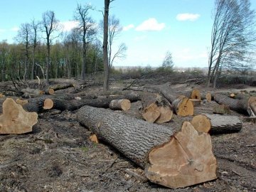 На Волині через відсутність засобів для боротьби з шкідниками будуть вирубувати ліси