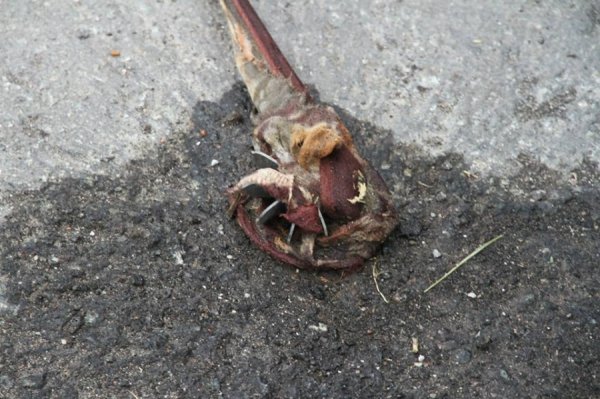 Спадщина слов'янських терористів. ФОТОРЕПОРТАЖ