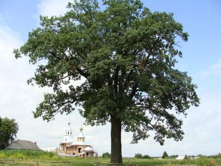 Найстаріші дерева Волині. ФОТО