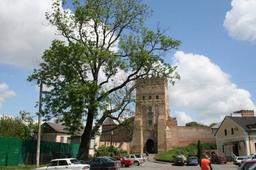 Найстаріші дерева Волині. ФОТО