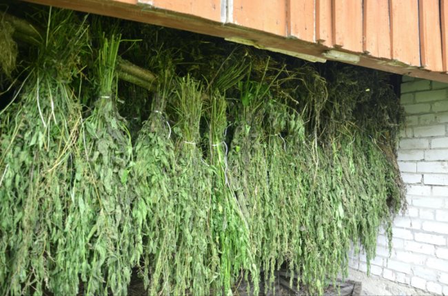 У Шацькому нацпарку до зимової підгодівлі тварин готуються ще влітку. ФОТО