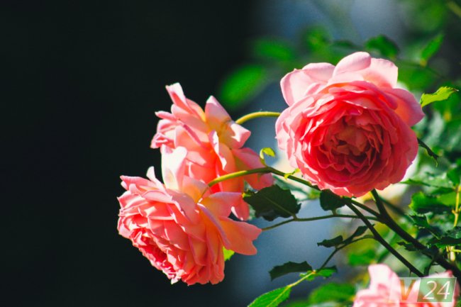 Рожеві, білі і червоні: у центрі Луцька зацвів трояндовий сад