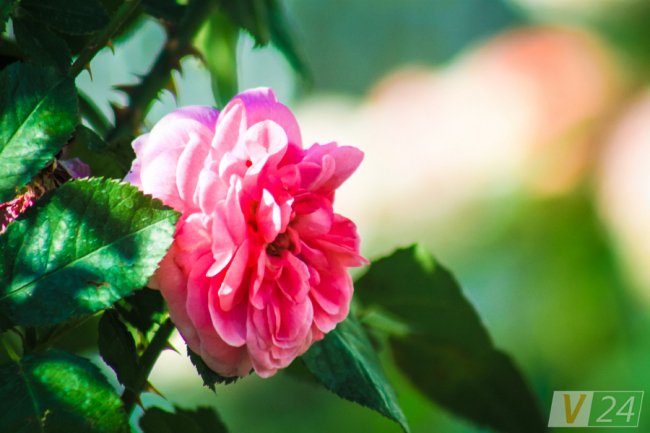 Рожеві, білі і червоні: у центрі Луцька зацвів трояндовий сад