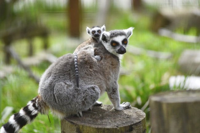 Пухнастики, тисячі тюльпанів і фотозони: луцький зоопарк запрошує в гості. ФОТО