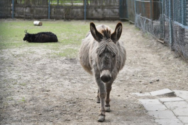 Пухнастики, тисячі тюльпанів і фотозони: луцький зоопарк запрошує в гості. ФОТО