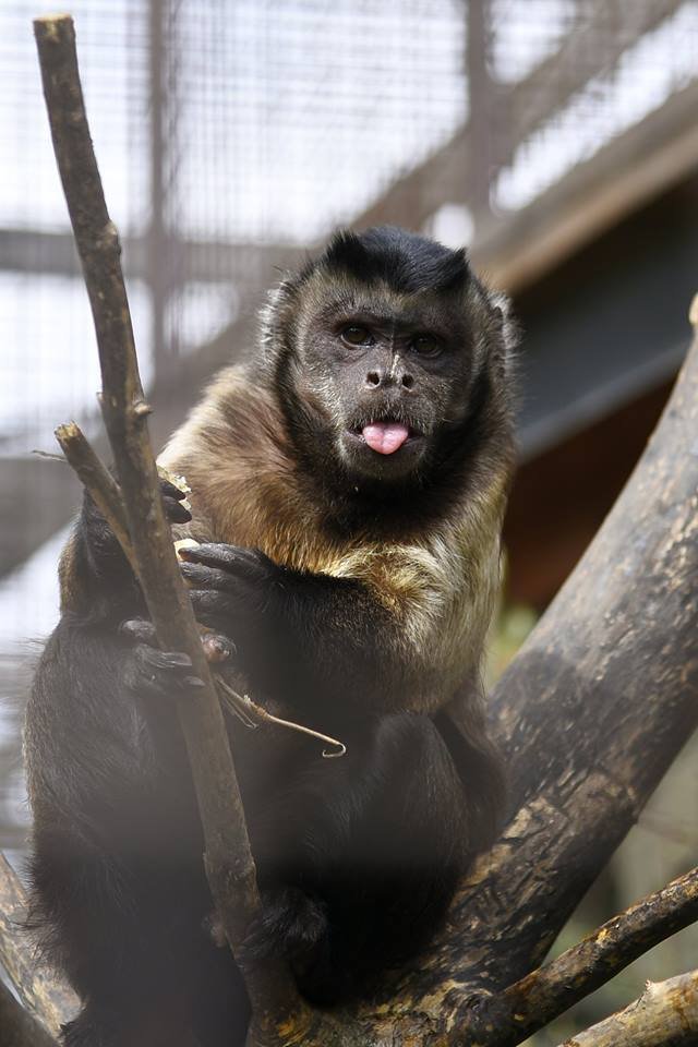 Пухнастики, тисячі тюльпанів і фотозони: луцький зоопарк запрошує в гості. ФОТО