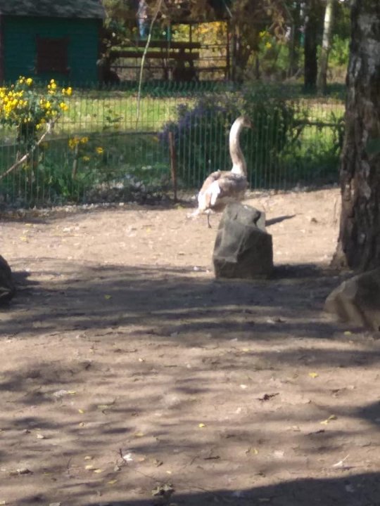 Урятованого молодого лебедя прилаштували в Луцький зоопарк. ФОТО