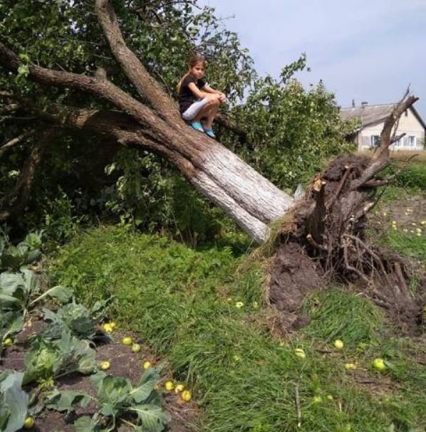 На Волині через буревій повалило дерева і позривало дахи будинків