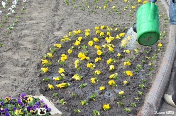 Як заквітчують центральну площу Луцька. ФОТО