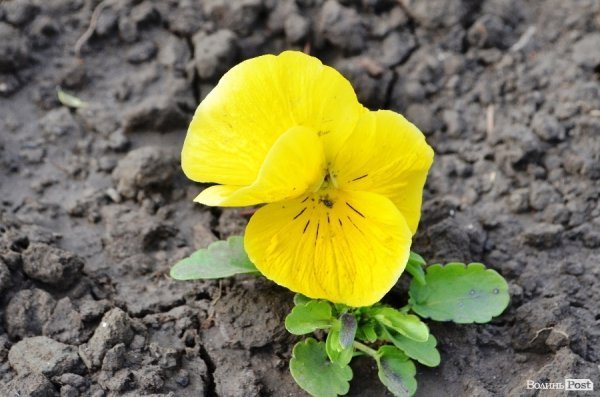 Як заквітчують центральну площу Луцька. ФОТО